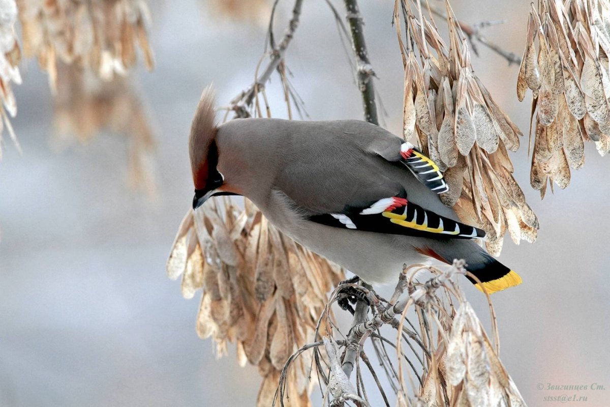 Сорокопут свиристель