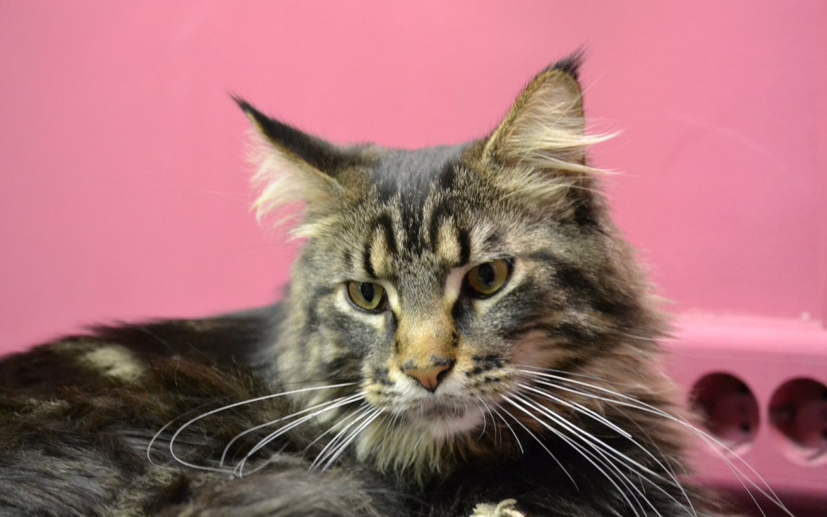 Норвежская Лесная кошка короткошерстная