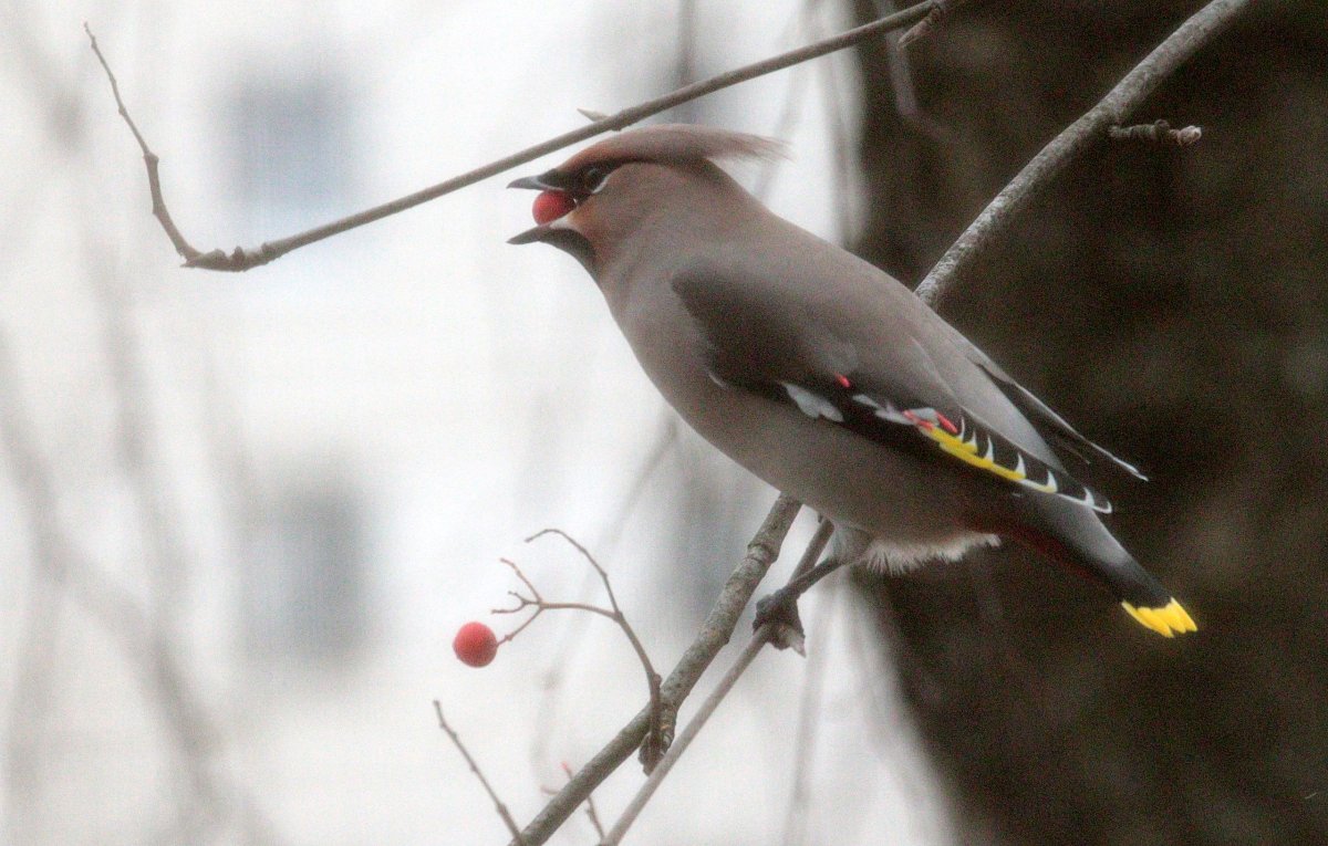 Птичка с хохолком в Ленинградской области