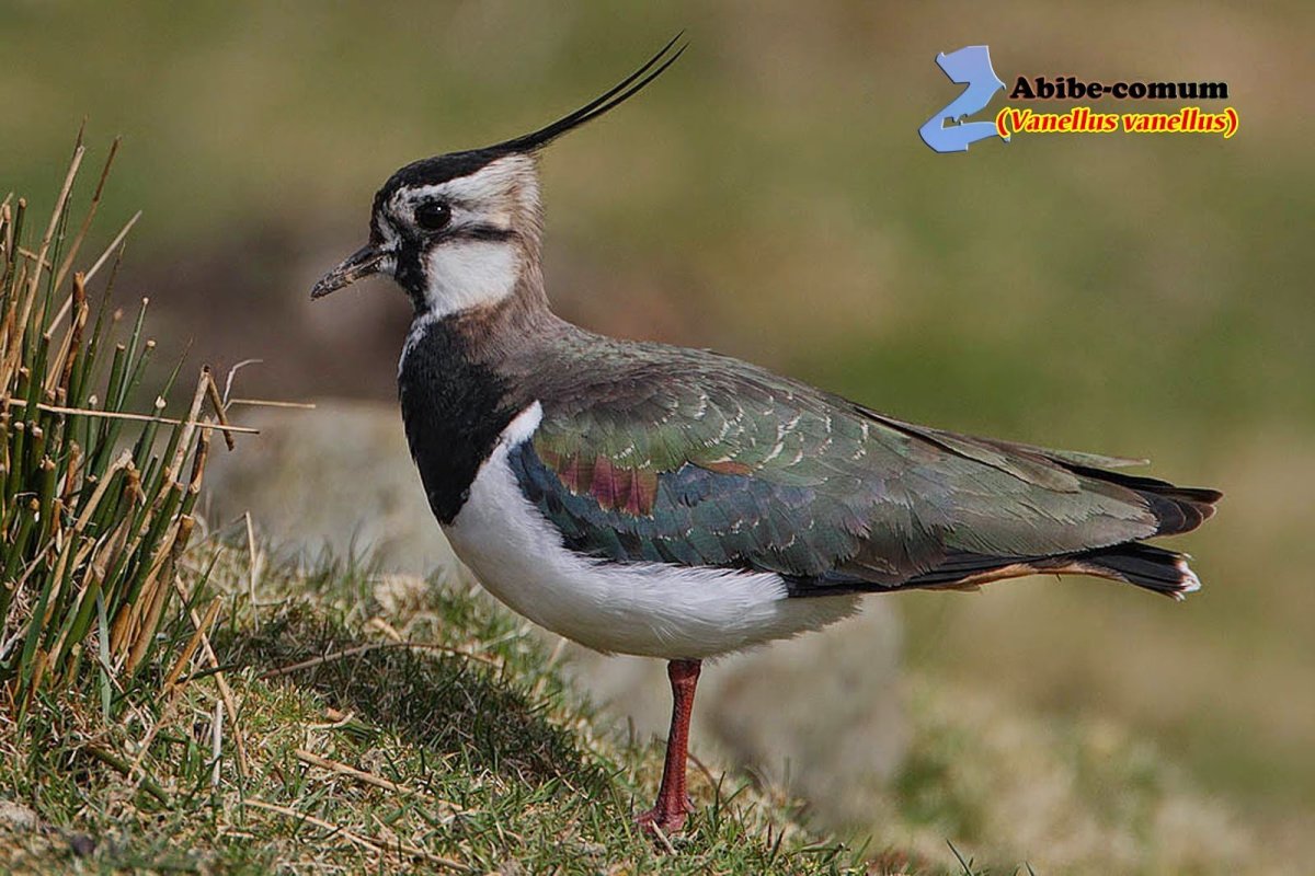 Хохлатые чибисы