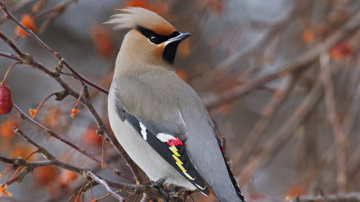Американский свиристель