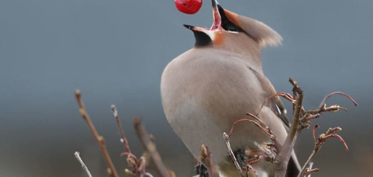 Свиристели скороговорка