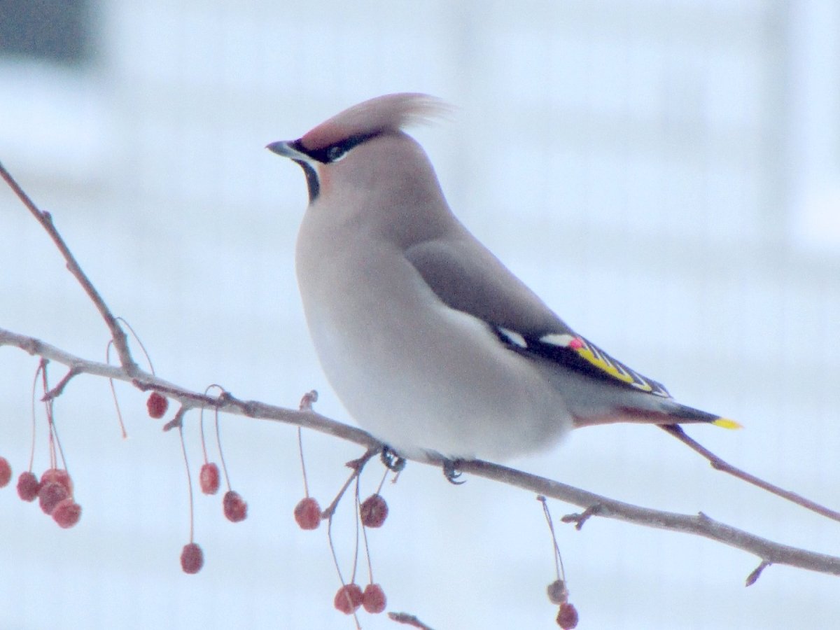 Серая птичка с хохолком в Карелии