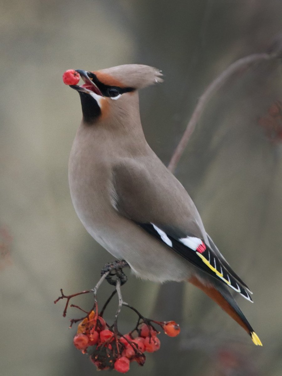 Африканский Удод