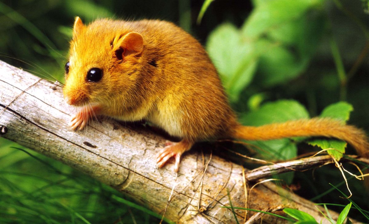 Мышь орешниковая Соня