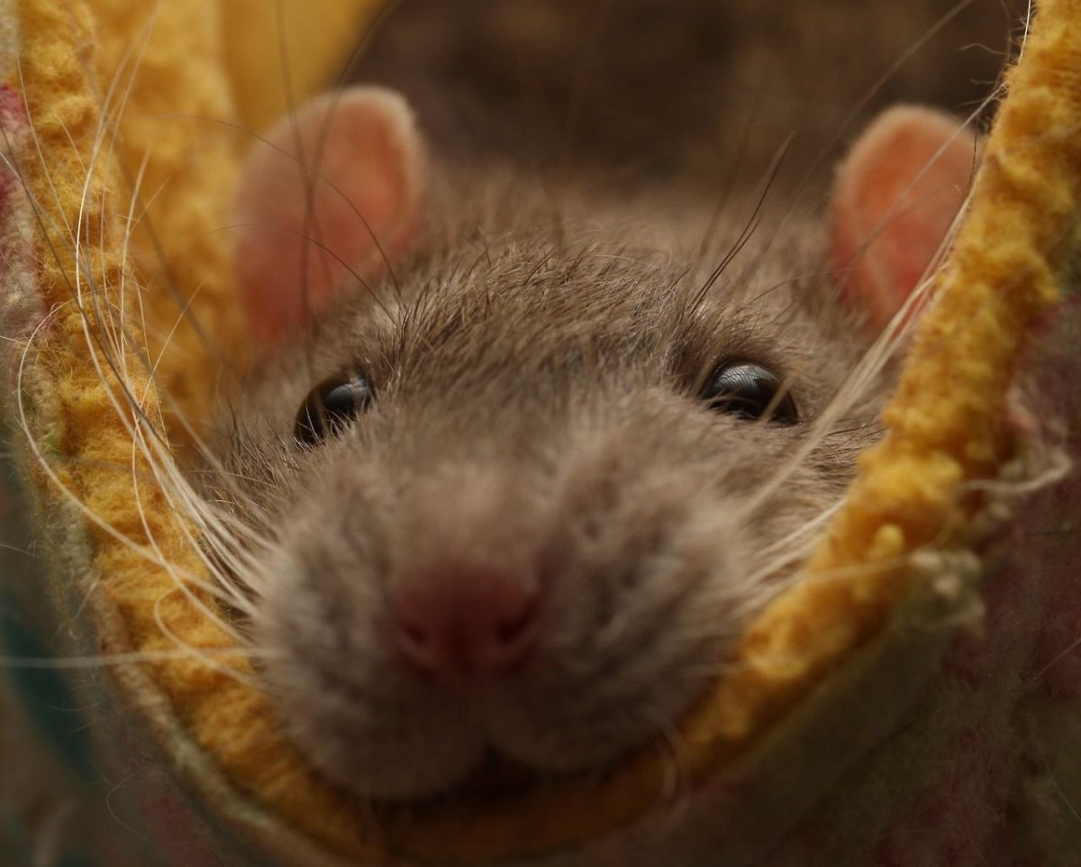 Мышка Дамбо