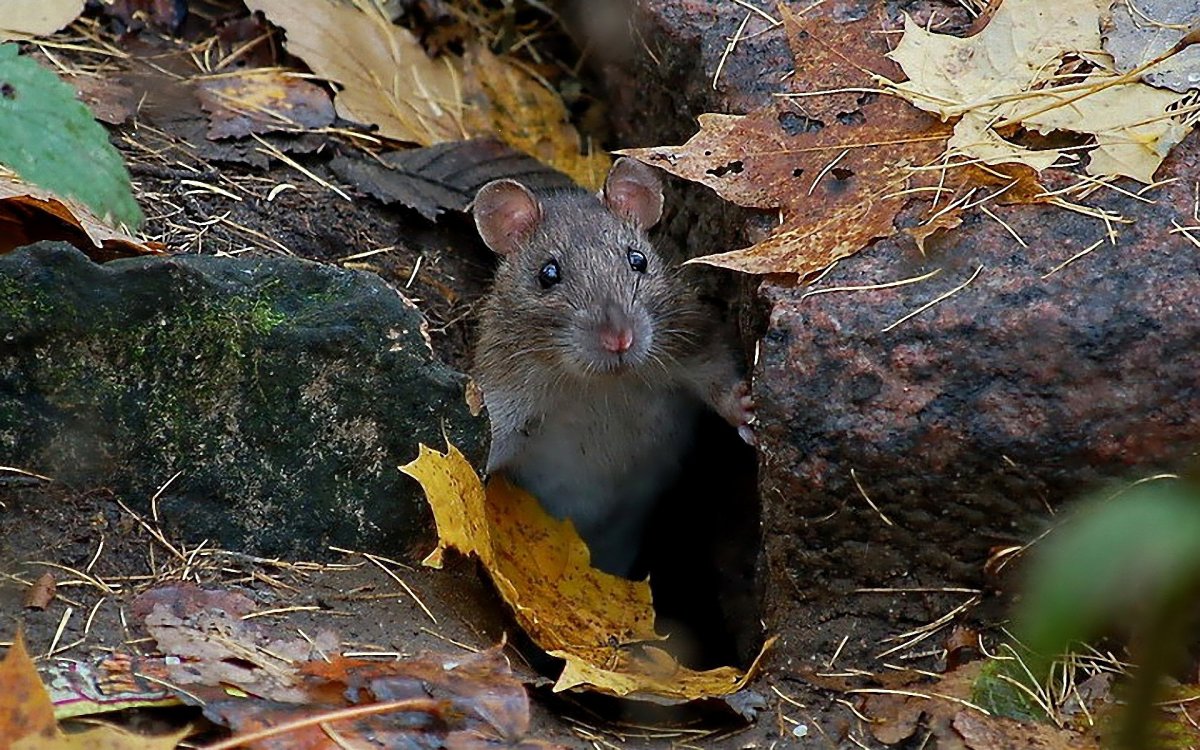 Найти мышей. Крыса рекс рыжая. Гора родила мышь. Лабиринт-Талица норки мышей. Фотографии мышек из норки с ушами.