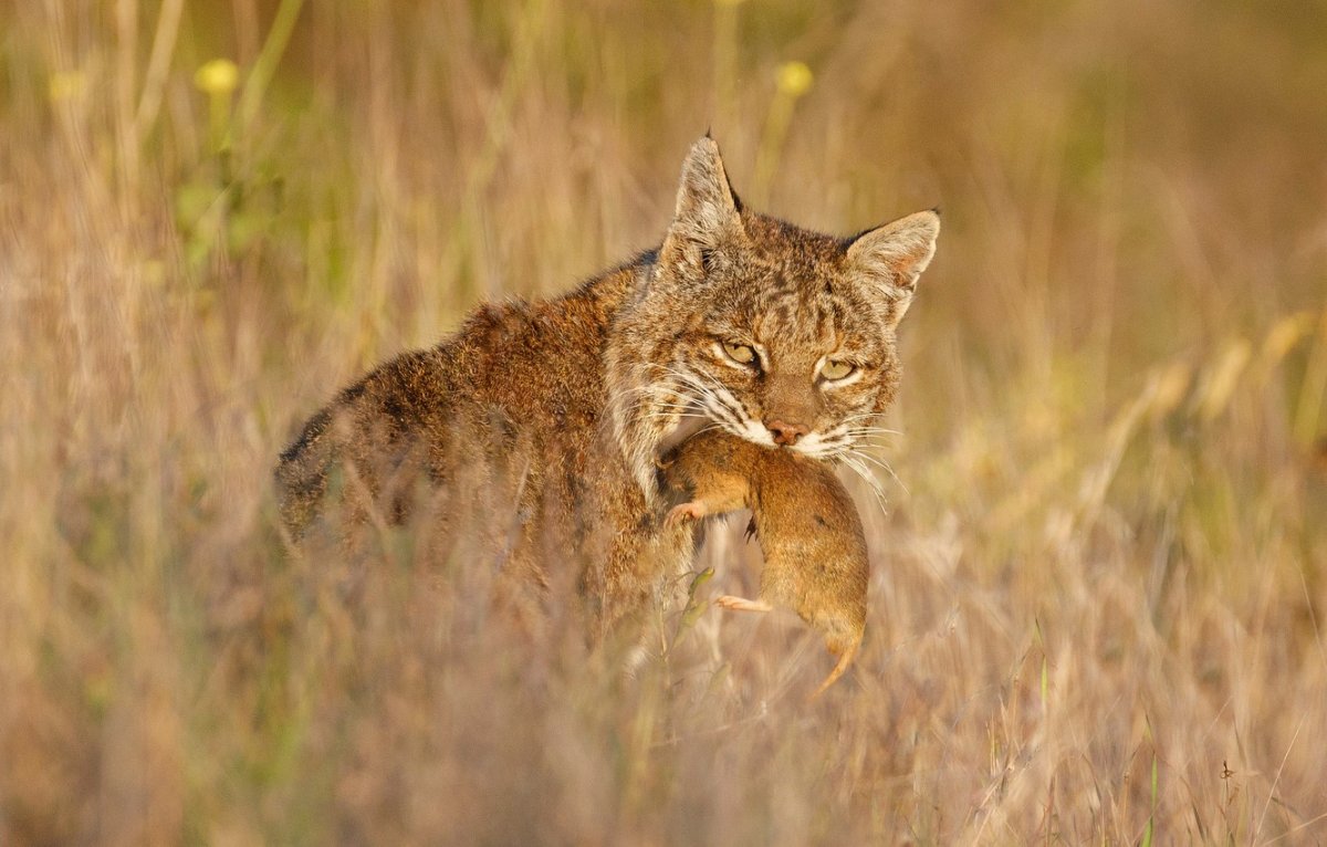 Мышка полевка