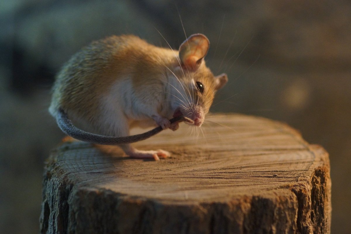 Мышь животное