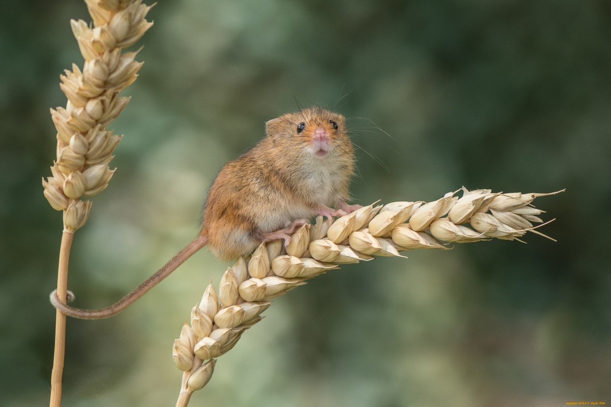 Мышь полевка