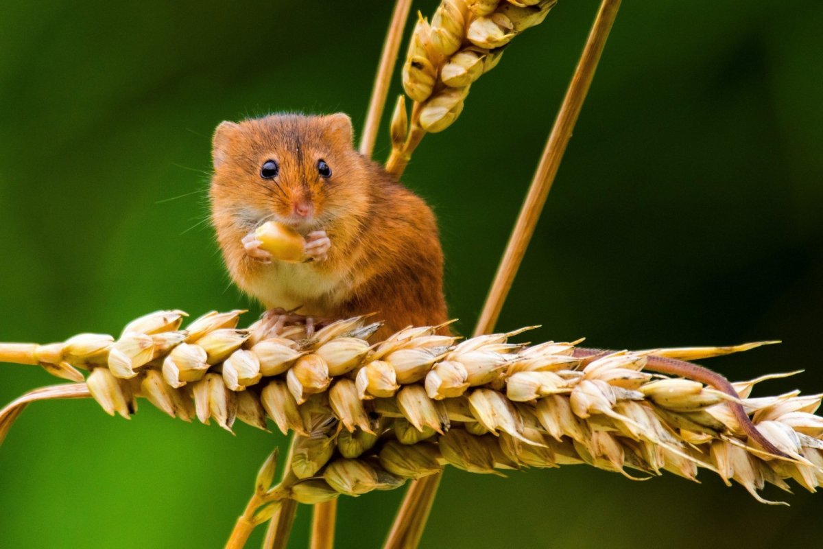 Орешниковая Соня гнездо