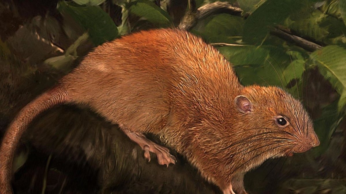 Рыжая крыса фото уличные