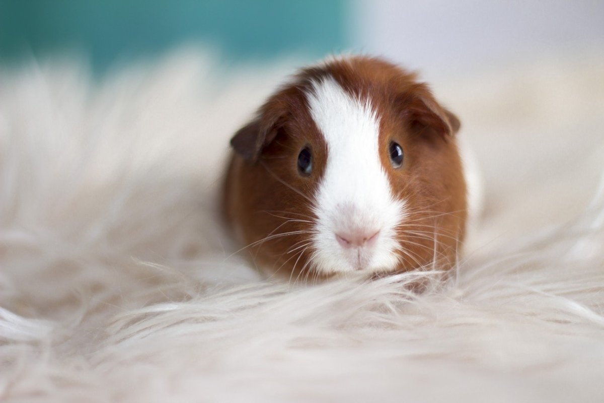 Морская Свинка рыжая вислоухая