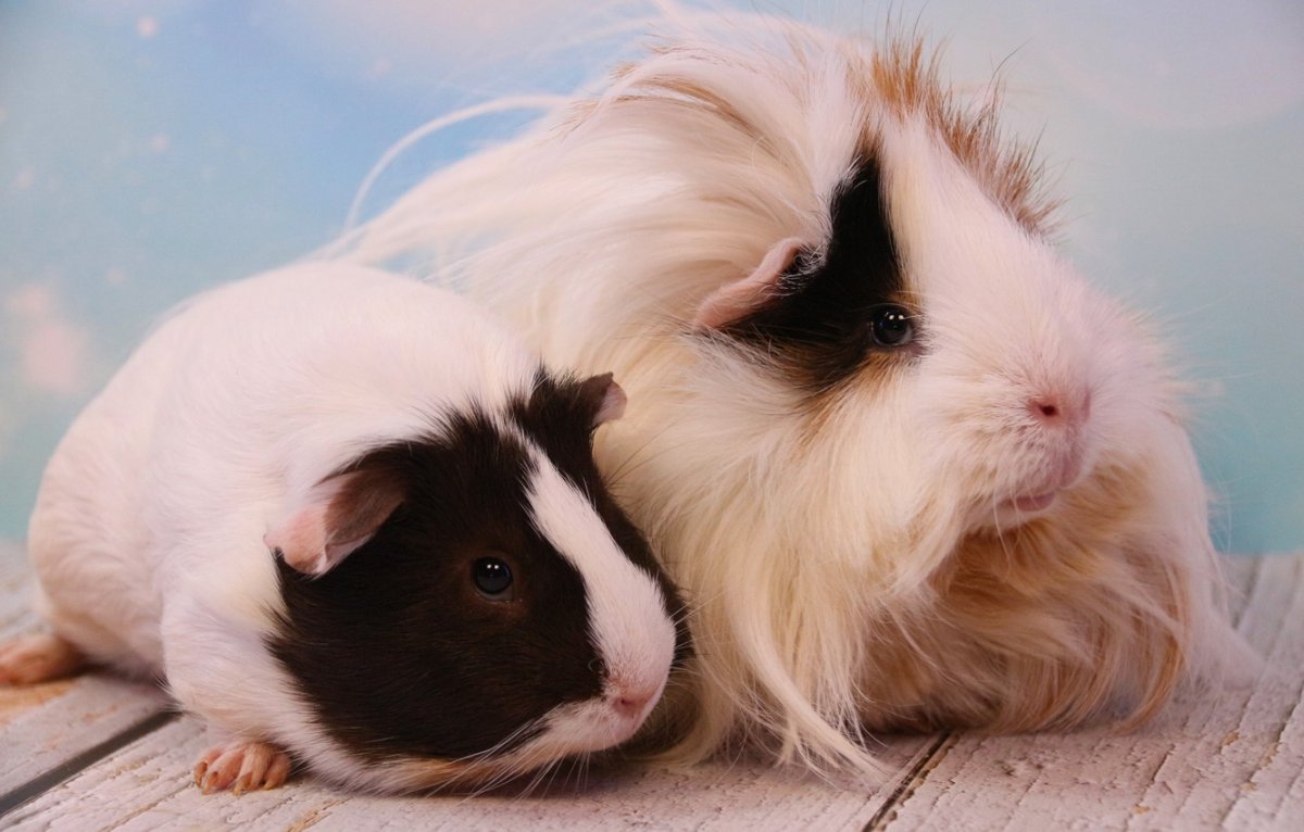 Морская Свинка рыжая гладкошерстная