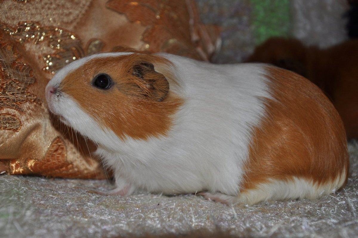 Разноцветные морские свинки в траве