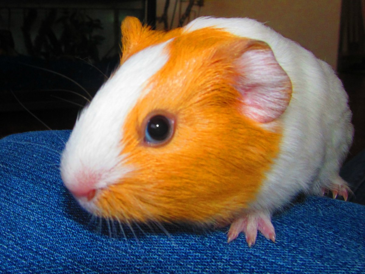 Морская Свинка трехцветная