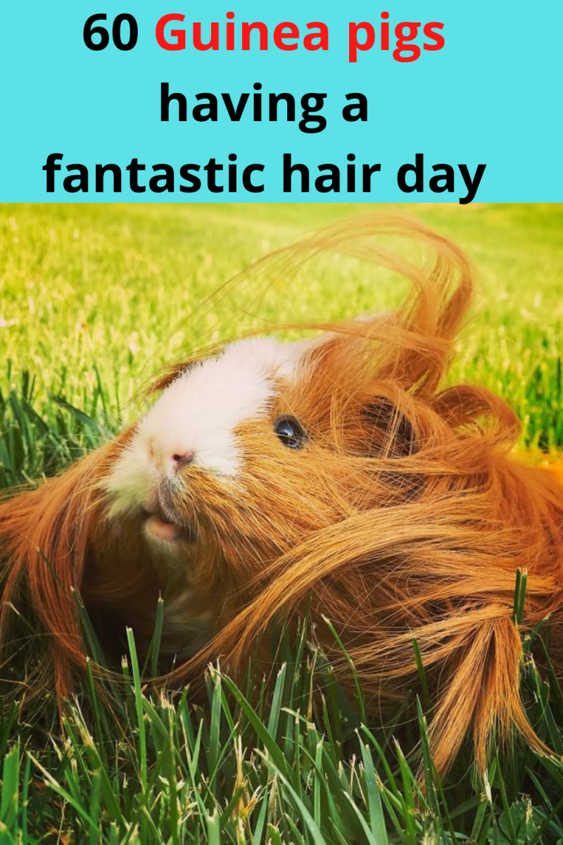 Морские свинки в Южной Америке