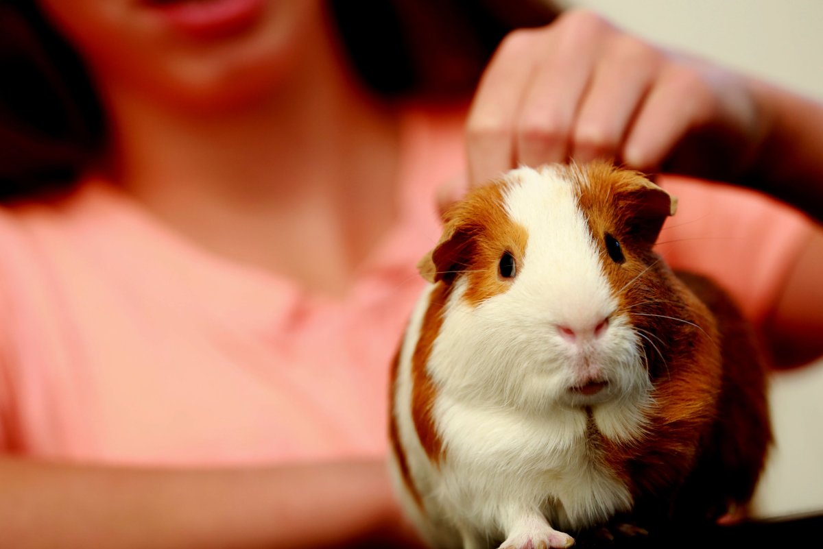 Cavia для морских свинок