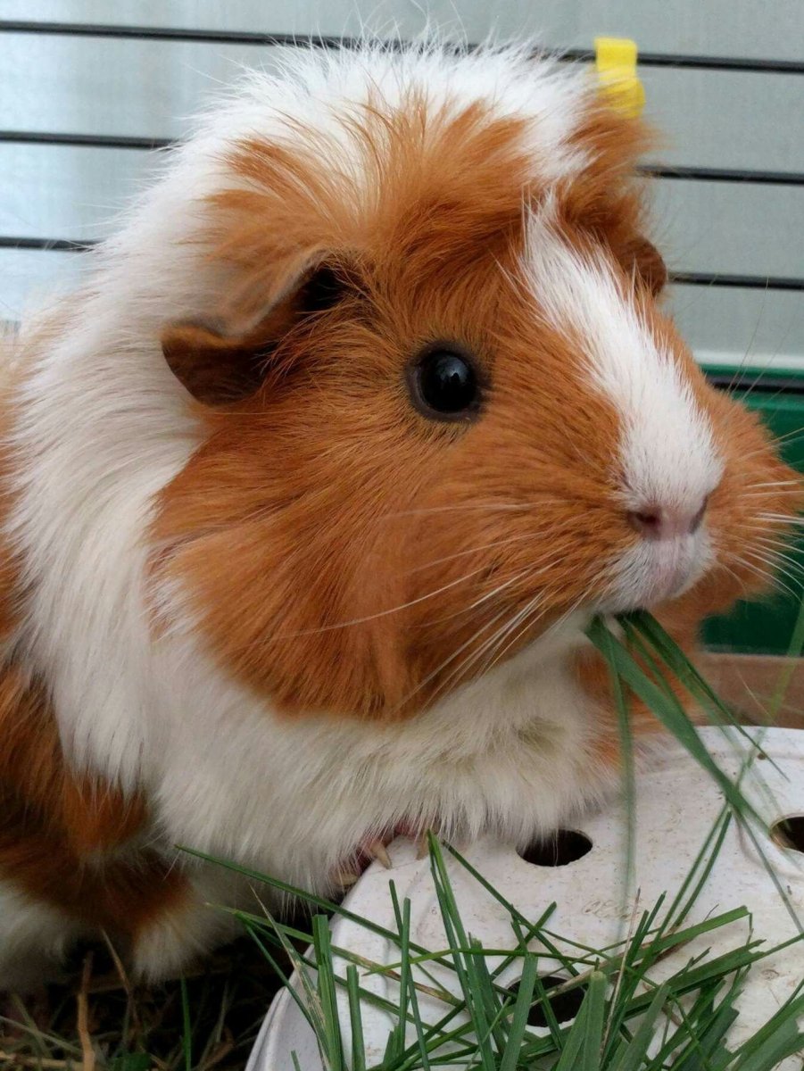 Розетчатая морская Свинка