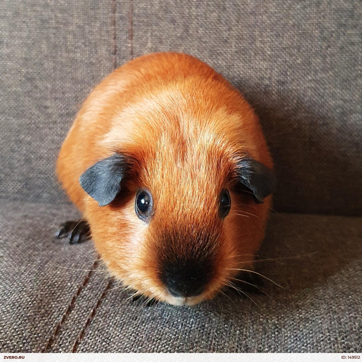 Морская Свинка гладкошерстная