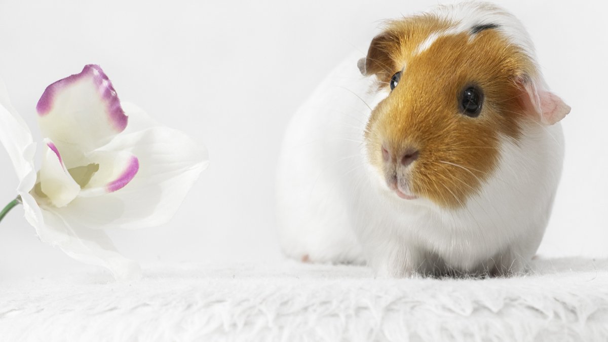 Морская Свинка рыжая с белым