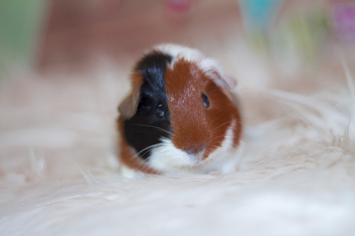 Морская Свинка розеточная длинношерстная