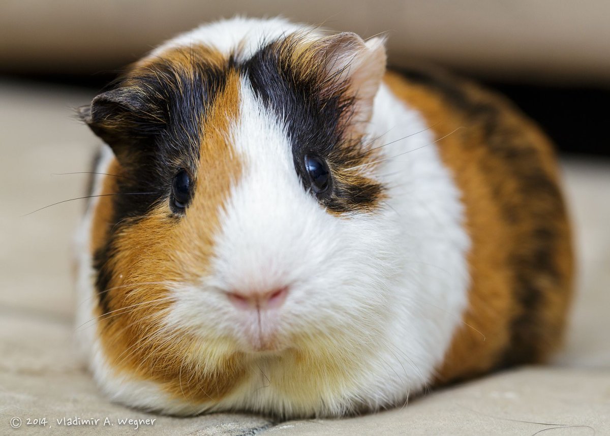 Морская Свинка розеточная рыжая