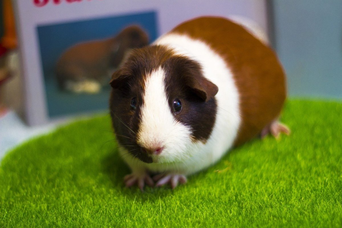 Котики хомячки собаки морские свинки кролики
