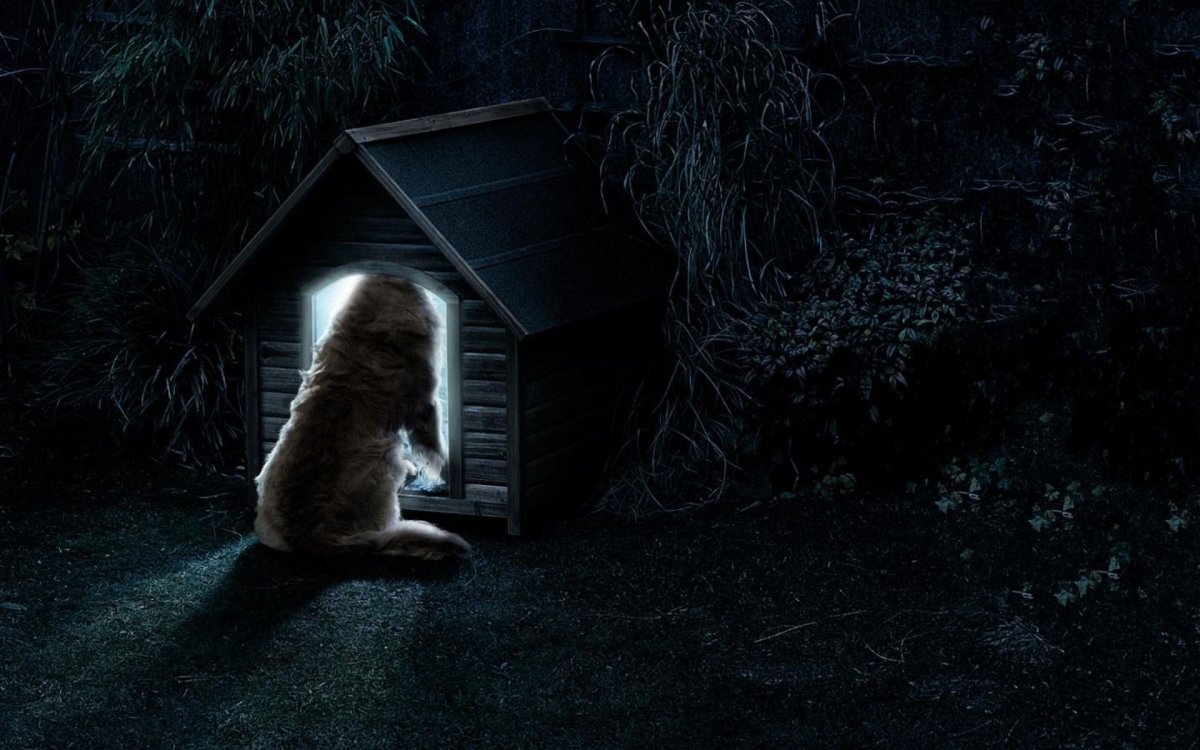 Будка для собаки ночью