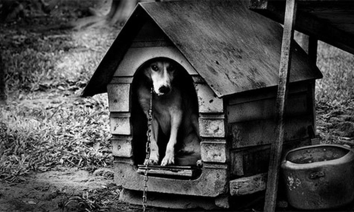 Пес в будке