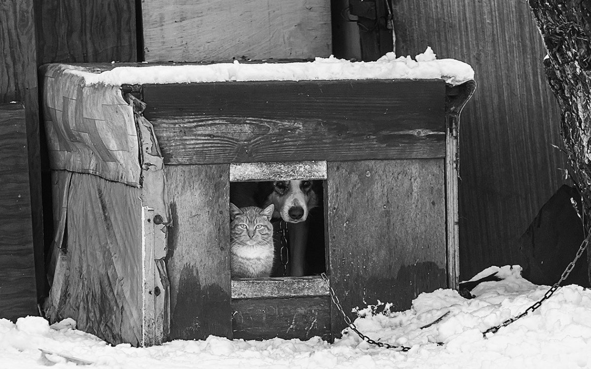 Собака в будке зимой