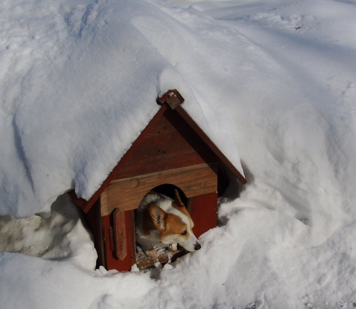 Будка для собаки зимняя утеплённая