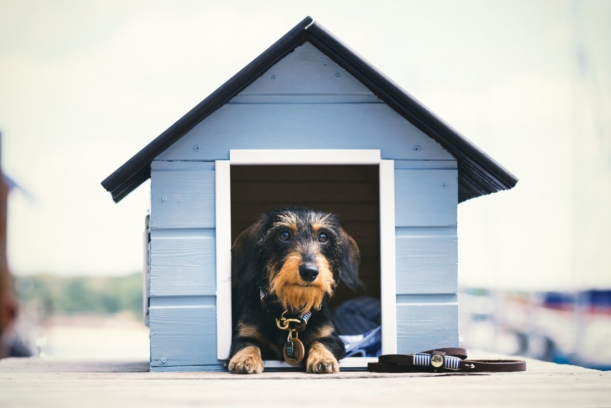 Собака с конурой