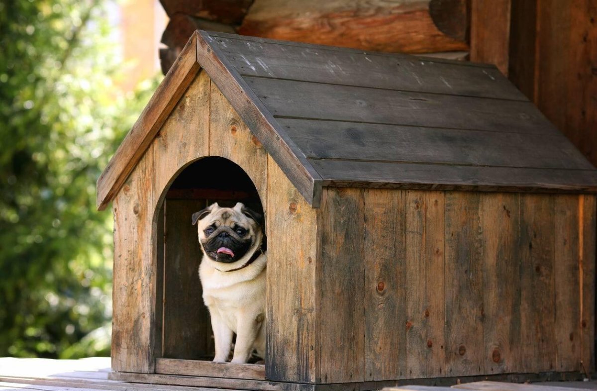 Собачья будка