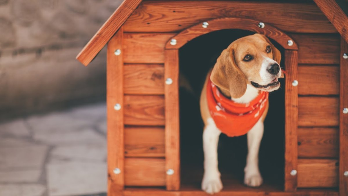 Собака Дассен Хаус