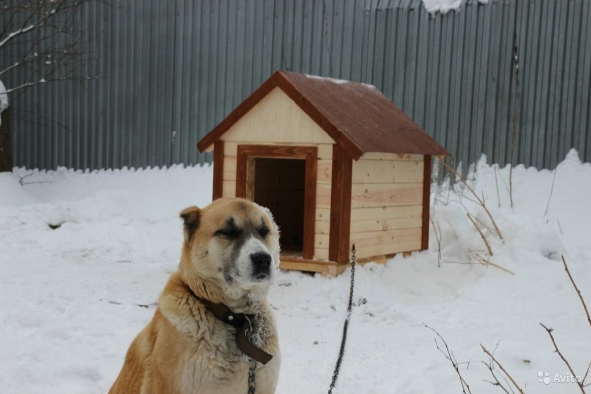 Будка для собаки алабая