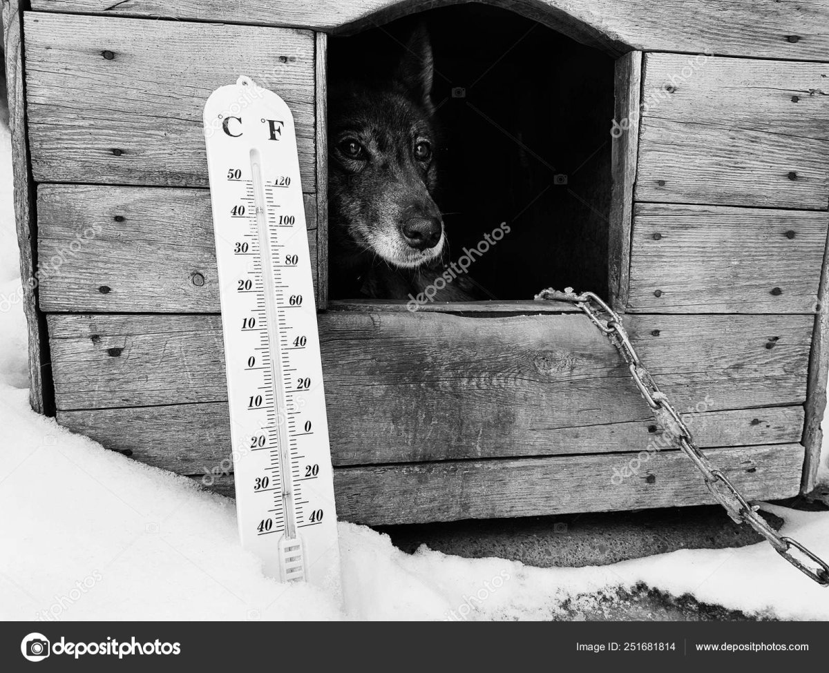 Лайка в будке зимой