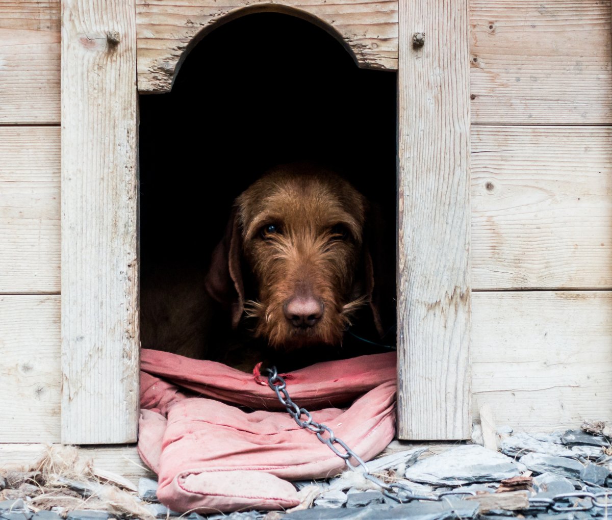 Собака с конурой