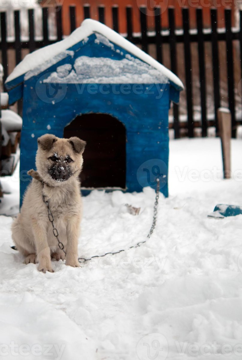 Конура для собаки на зиму