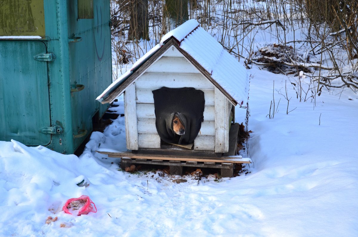 Будка для собаки зимняя
