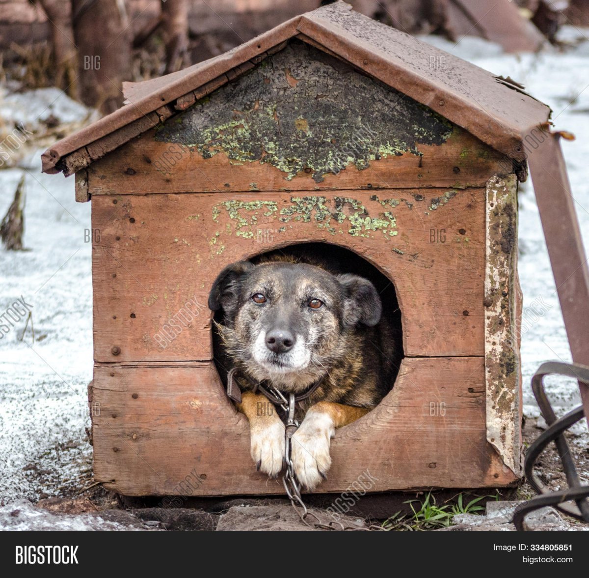 Пес в конуре