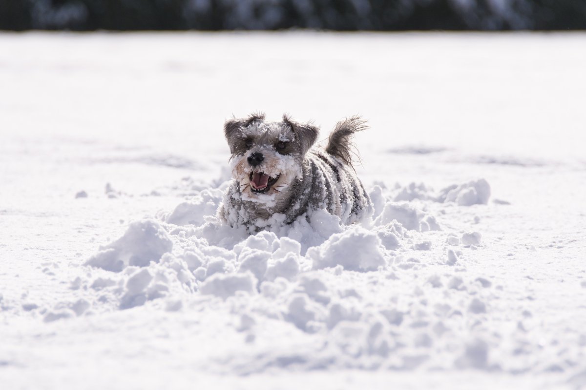 Собака бежит зимой