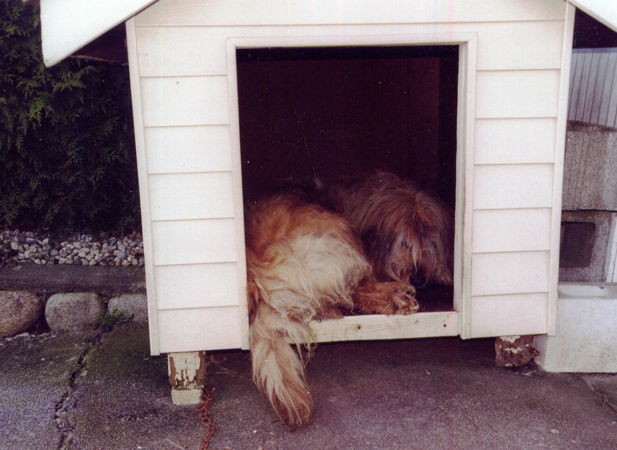 Пожилая собачья будка