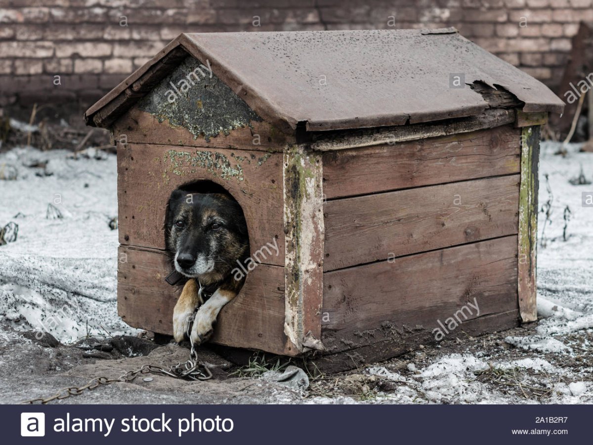 Старая конура для собаки