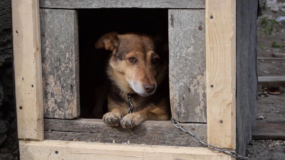 Пес в конуре