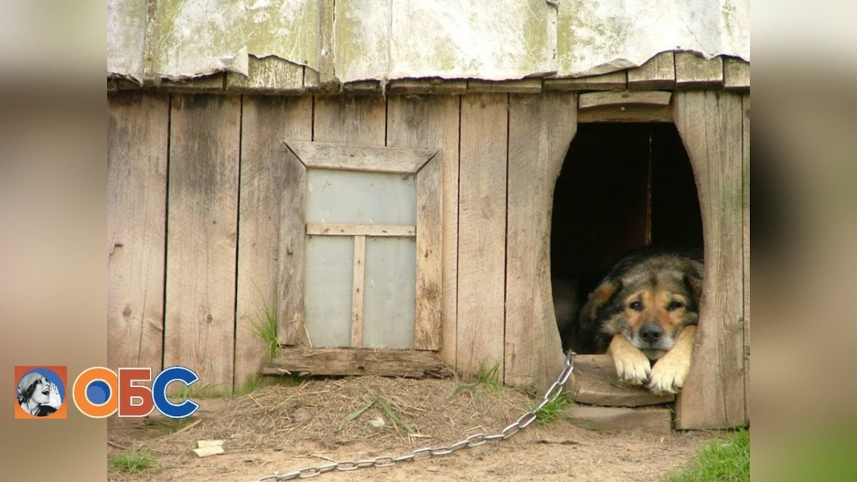 Собачья будка из стеклянных бутылок