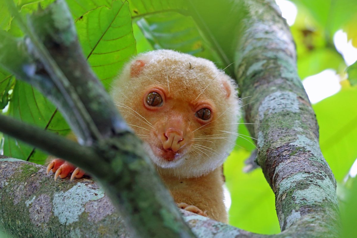 Пятнистый кускус