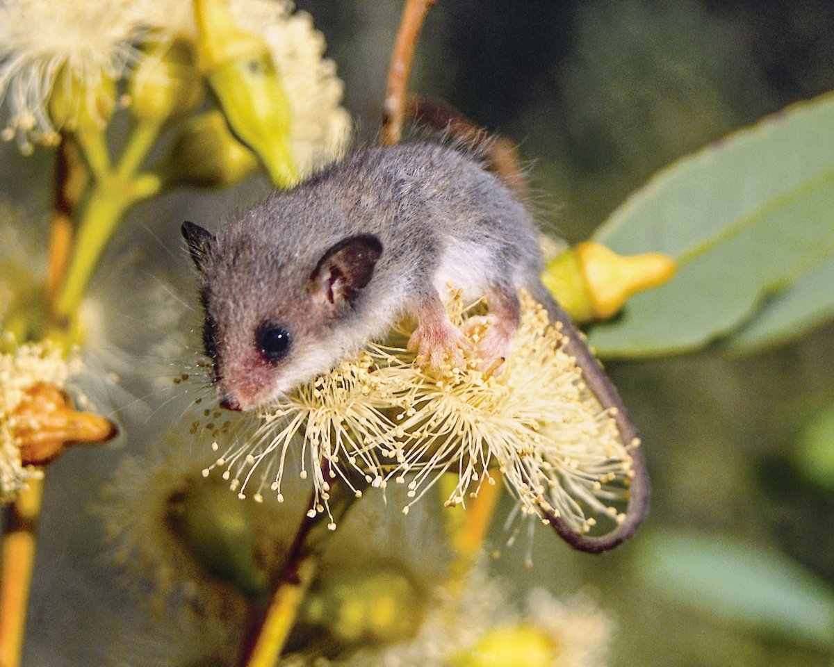 Золотистый щеткохвостый поссум