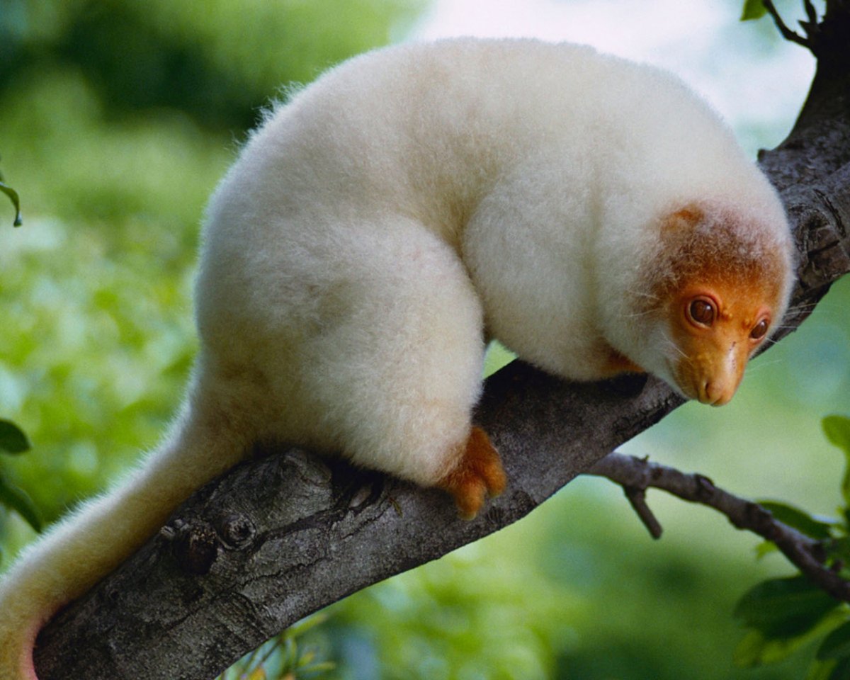 Золотистый Лисий кузу