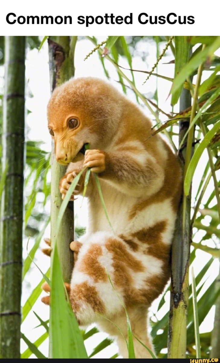 Австралийский поссум